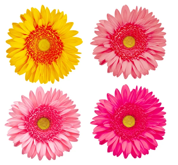 Quattro fiori gerbere — Foto Stock