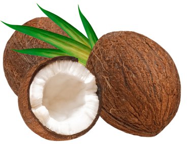 Coconut clipart