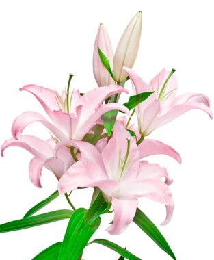 Pink lilies clipart