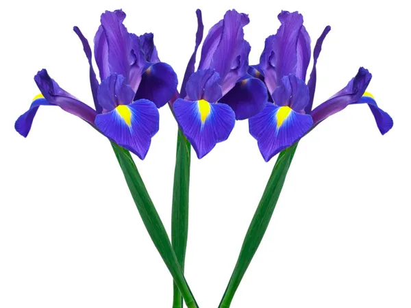 Iris púrpura — Foto de Stock
