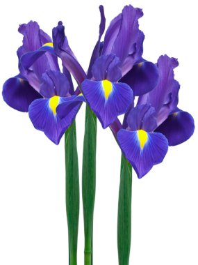 Purple iris clipart