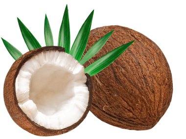 Coconut clipart