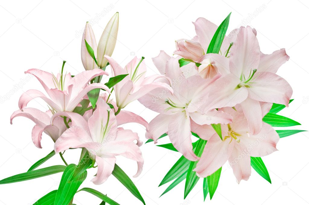 Pink lilies Stock Photo by ©MaxPayne 6195594