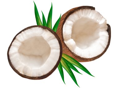 Coconut clipart