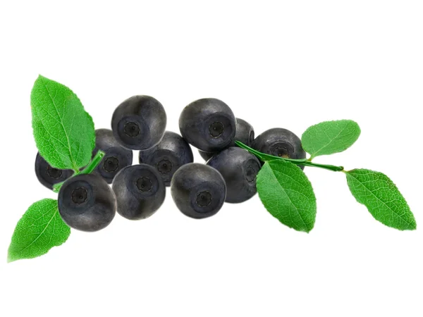 stock image Blueberry