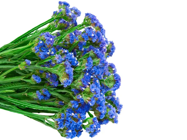 Blue strawflower — Stock Photo, Image