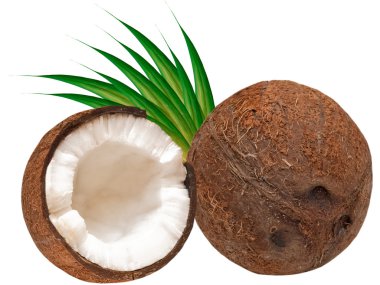 Coconut clipart