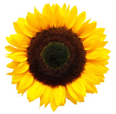 Sunflower clipart