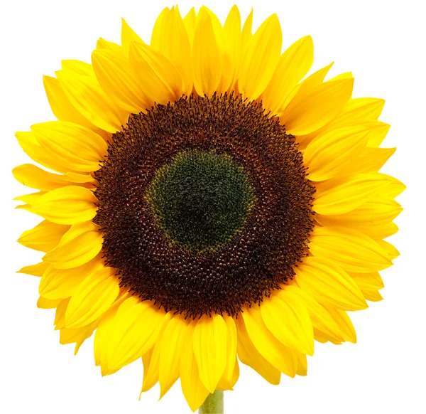 Sonnenblume — Stockfoto