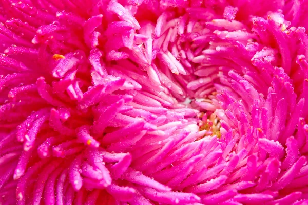 Rosa aster blomma — Stockfoto