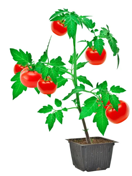 Planta de tomate — Foto de Stock