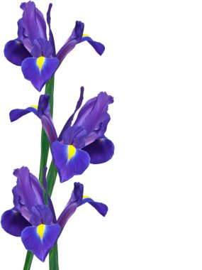 Purple iris flower clipart