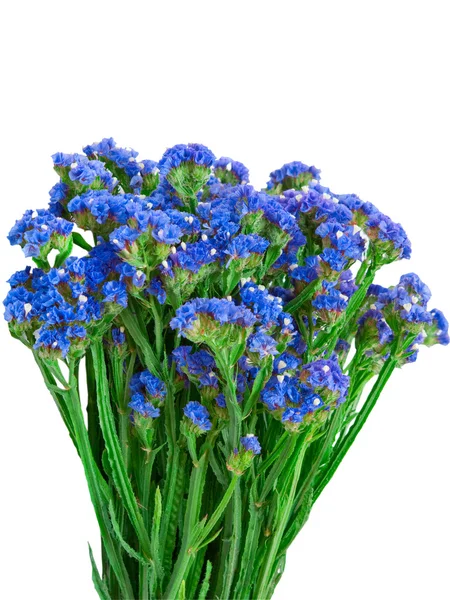 蓝色 strawflower — 图库照片