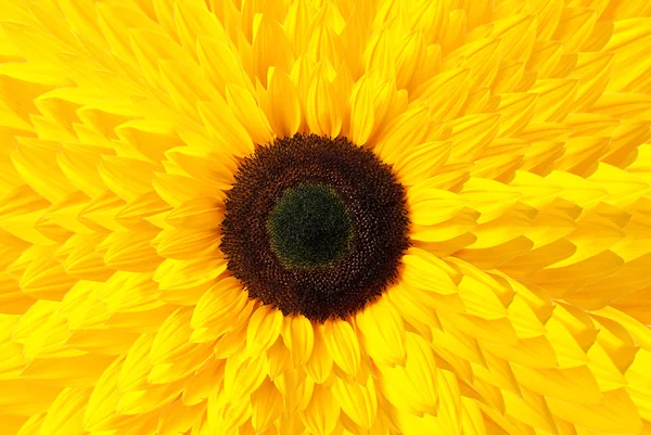 Bunga matahari — Stok Foto