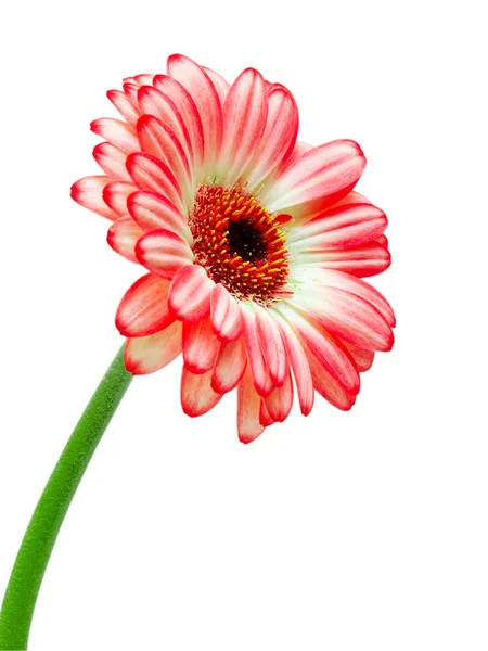 Gerber bloem — Stockfoto