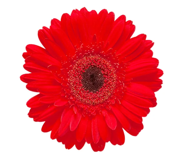 Gerber kwiat — Zdjęcie stockowe