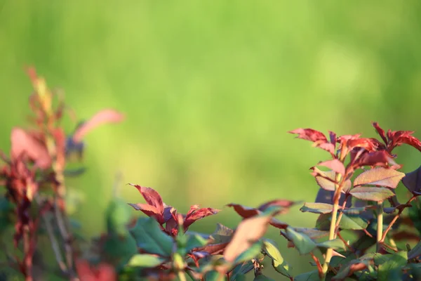 Moldura verde com folhas de rosa — Fotografia de Stock