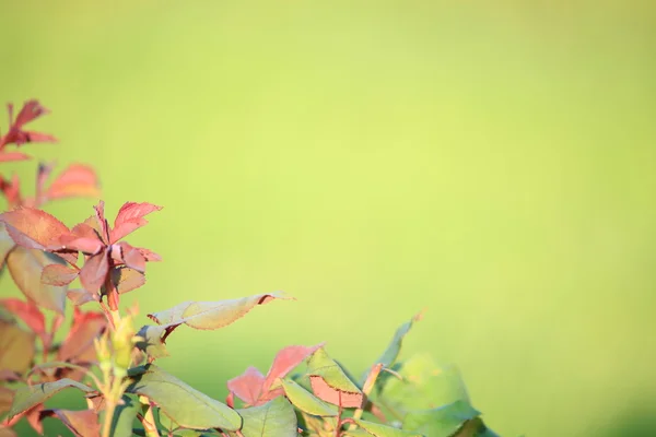 Moldura verde com folhas de rosa — Fotografia de Stock