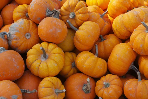 Herbst Kürbis Hintergrund — Stockfoto