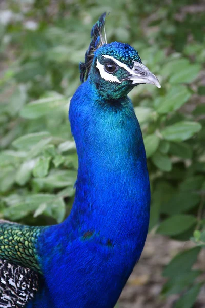 stock image Beautiful Peacock