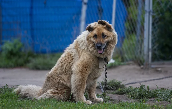 stock image Outdoor Dog