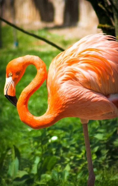 stock image Flamingo