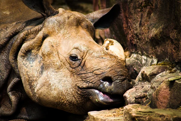 stock image Nashorn im Dämmerschlaf