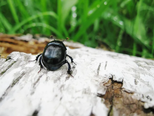 Bug duduk di jatuh ke bawah birch — Stok Foto