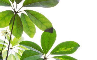 Green plants on a white background clipart