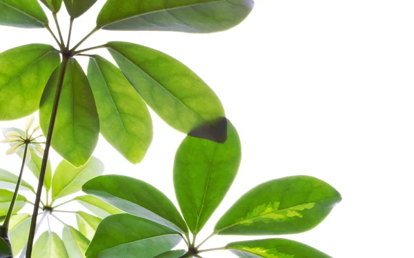 Beyaz arkaplanda yeşil bitkiler - Stok İmaj