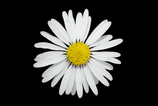 Stock image Flower isolated on black