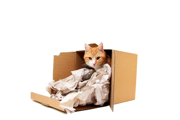 Sitting in the box — Stock Photo, Image