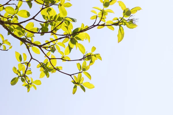 stock image Sunny leafs