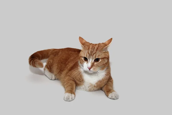 Gato fisgón —  Fotos de Stock