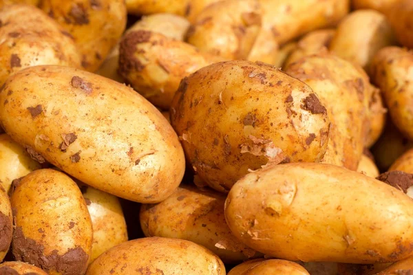 Farmář brambory — Stock fotografie