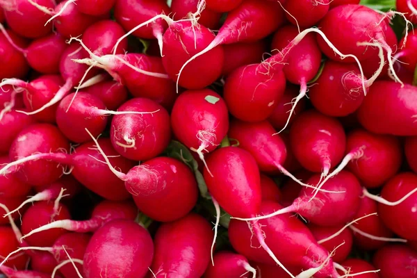 stock image Radish