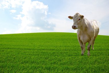 Cattle on green clipart