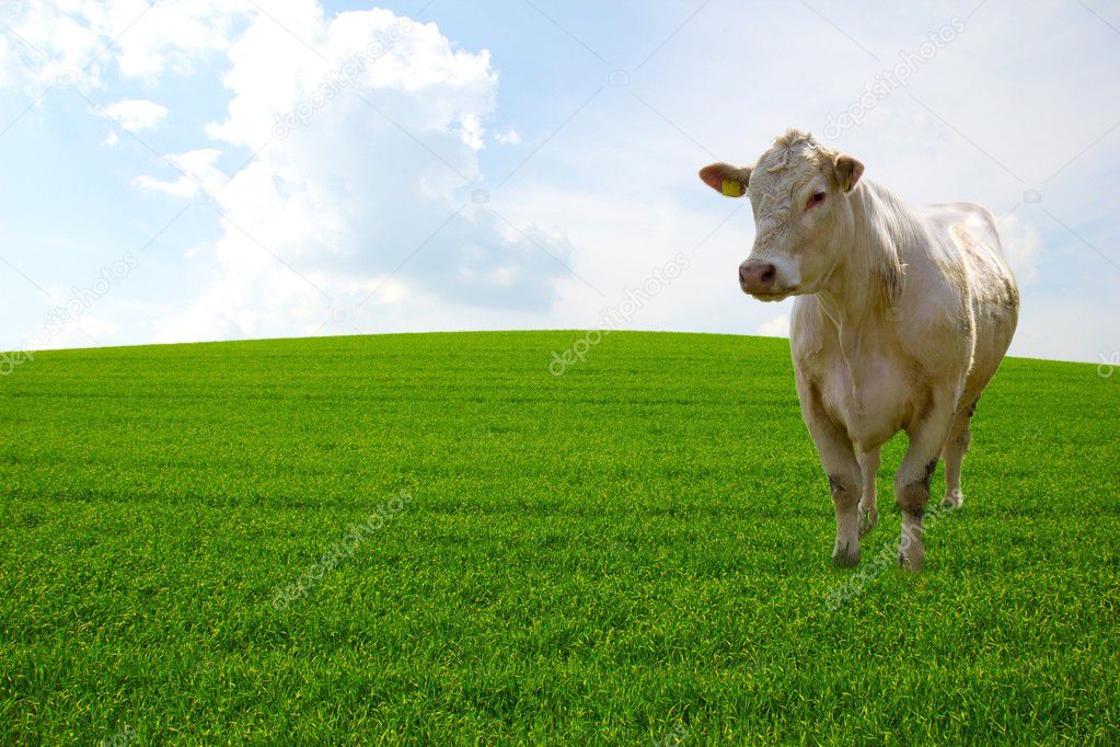 Cattle on green