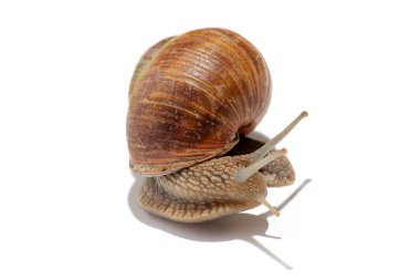 Grapevine snail clipart