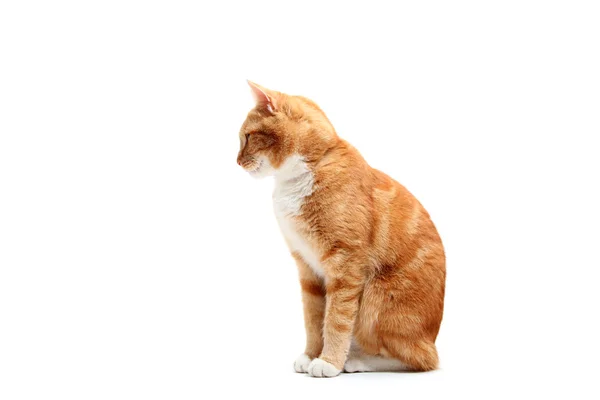 Meraklı kedi — Stok fotoğraf
