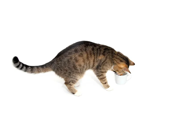 Gato bisbilhoteiro — Fotografia de Stock