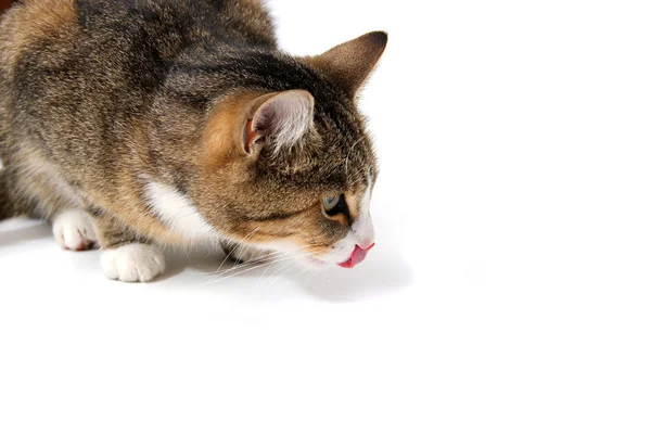 Снупи-кот — стоковое фото