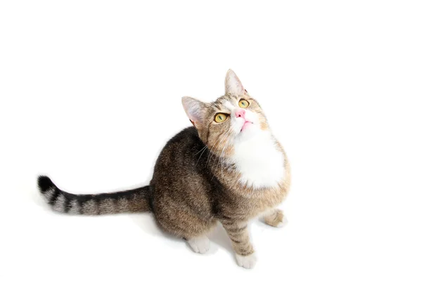 Снупи-кот — стоковое фото
