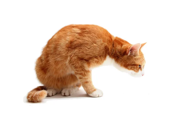 Смешная кошка — стоковое фото