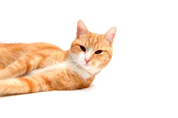 Funny cat — Stock Photo, Image