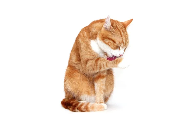 Kot śmieszne — Zdjęcie stockowe