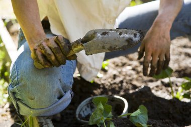 Young woman gardening. clipart