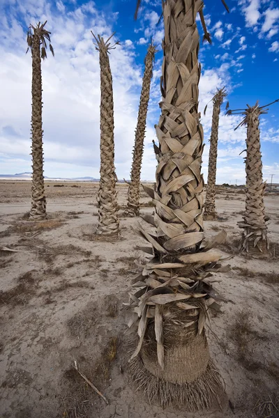 Bois de palmiers en train de mourir . — Photo