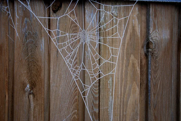 Spider web with morning dew