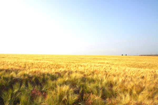Sarı buğday tarlası — Stok fotoğraf